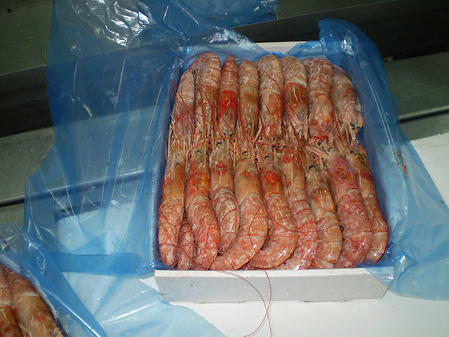 image of Shrimp